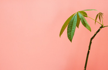 Tropical palm leaves on pink background. Minimal concept. Flat lay.