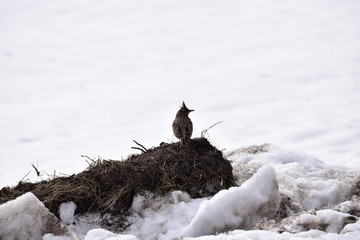 Crested Lark (Galerida cristata), is a species of passerines from the family of larks (Alaudidae).