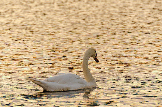 Cygnus olor, white mute swan swimming on lake