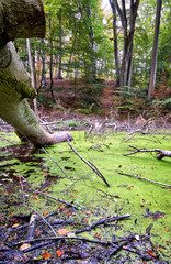 At the broken tree in the swamp at the forest.