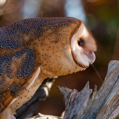 Barn Owl Perched on a Log