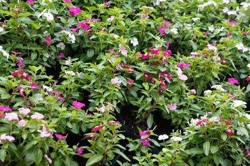 Catharanthus roseus. Shrub flower used as medication herb. 
