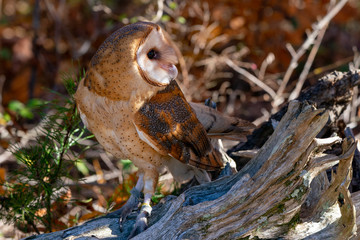 Barn Owl Perched on a Log