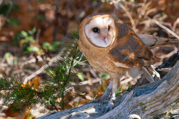 Barn Owl Perched on a Log