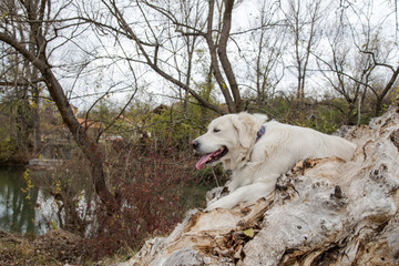 Lovely dog in the forest