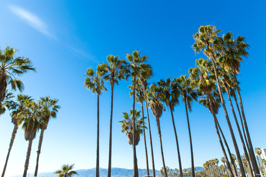 travel, tourism and summer holidays concept - palm trees at venice beach, california