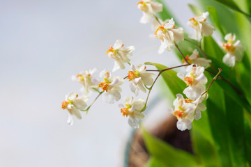 Beautiful closeup of an orchid White Oncidium Twinkle mini orchid.