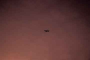 birds flying in the sky