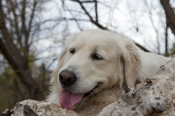 golden retriever in the forest