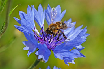 bee on flower