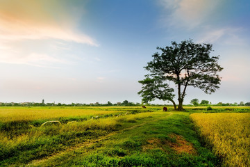 Vietnam countryside landscape.