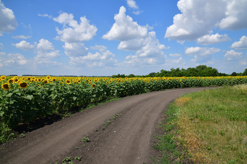 Road on edge of a field with blooming sunflower