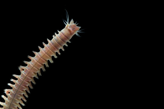 Close up sandworms (Perinereis sp., Polychaeta) isolated on black background