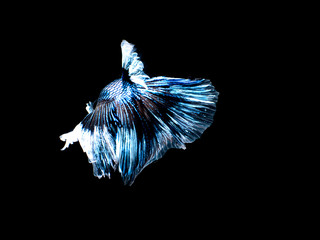 Fighting fish on black background