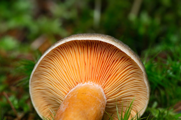 Lactarius deterrimus, also known as false saffron milkcap or orange milkcap