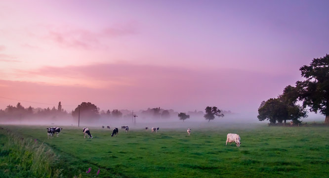 Normand cows in a field of the Orne countryside at dusk in summer, Normandy France