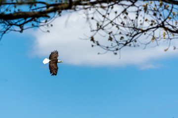 A bald eagle (Haliaeetus leucocephalus) soars against a blue cloudy sky framed by tree branches.