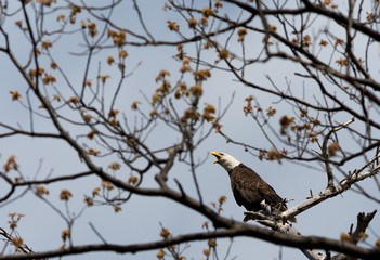 A bald eagle (Haliaeetus leucocephalus) calls from a tree on the shore of Grand Traverse Bay, part of Lake Michigan in the U.S.A..
