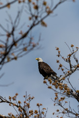 A bald eagle (Haliaeetus leucocephalus) calls from a tree on the shore of Grand Traverse Bay, part of Lake Michigan in the U.S.A..