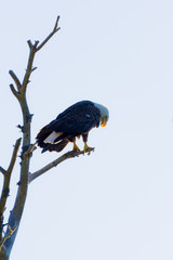 Adult Bald eagle (Haliaeetus leucocephalus) perched in dead tree backlit, in northern Michigan, USA.