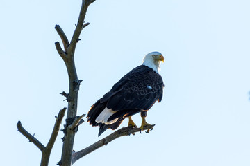 Adult Bald eagle (Haliaeetus leucocephalus) perched in dead tree backlit, in northern Michigan, USA.