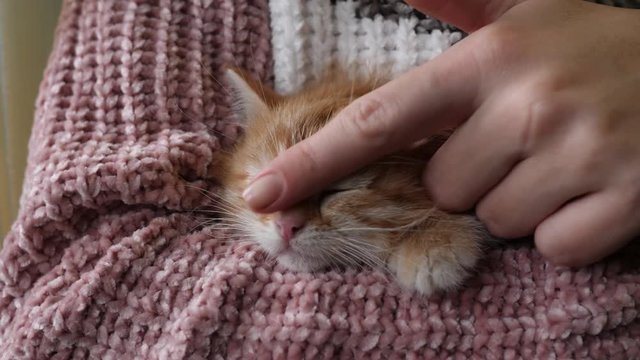Female hands hold and stroke a cute small kitten pet