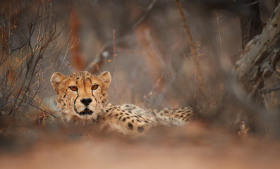 Wild Cheetah, Acinonyx jubatus, relaxing on reddish soil, staring directly at camera. Ground level photography. Typical Etosha dry forest environment. Etosha national park, Namibia.