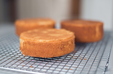 A beautiful organic delicious orange warm baked sponge cake base, on a metal baking tray rack, photographed with a soft depth of field.