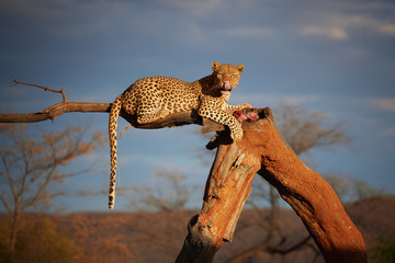 African Leopard, Panthera pardus in beautiful light, female lying on a tree, eating bloody meat, staring directly at camera against dark sky. Animal action scene.  Wildlife photography in Namibia. - obrazy, fototapety, plakaty