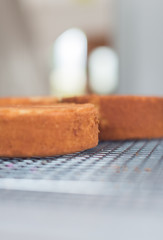 A beautiful organic delicious orange warm baked sponge cake base, on a metal baking tray rack, photographed with a soft depth of field.