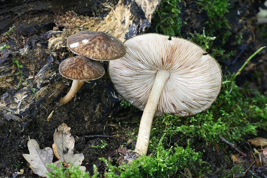 Pluteus umbrosus, known as velvet shield, wild mushroom from Finland