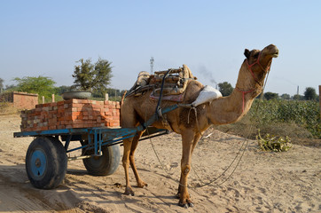 Charrette, Dechu, Rajasthan, Inde