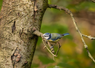 blue tit on a branch