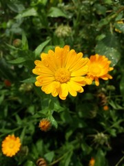 yellow flower