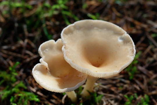 Clitocybe gibba, Common Funnel mushroom