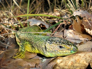 Ramarro among the dry leaves.