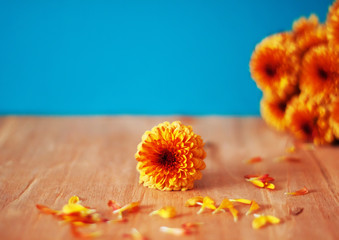 Chrysanthemum flowers on wooden background in front of the blue wall. View with copy space.