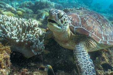 Close encounter with green sea turtle feeding on sea grass in a shallow water