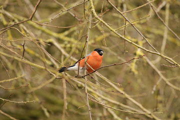Male Bullfinch