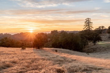 The grass turns bright yellow at sunset, Henry Coe State Park, California