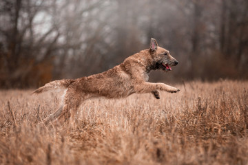 Fototapeta na wymiar Dog breed Belgian Shepherd Laquenoy in the autumn forest