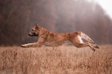 Dog breed Belgian Shepherd Laquenoy in the autumn forest