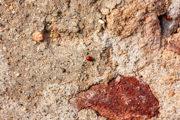 Marienkäfer am Stein