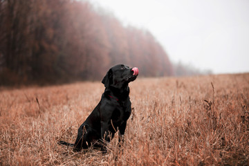Labrador dog breed in the autumn forest