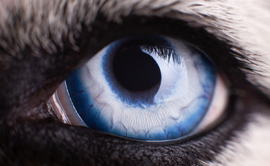 Macro photo of blue eye Siberian Husky dog.  Close up blue eye