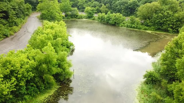 Birds pass through while moving over the swamp