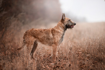 Dog breed Belgian Shepherd Laquenoy in the autumn forest