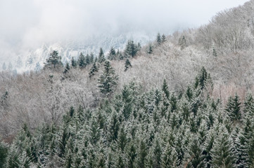 Forêt de sapins enneigée