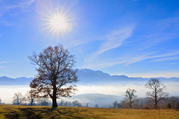 an oak with a mountain in the background in the fog and the sun above