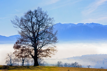 Obraz na płótnie Canvas oak with mountain on a background wrapped in foggy sunny day